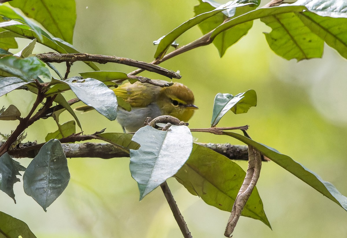 Yellow-throated Woodland-Warbler - ML622436299