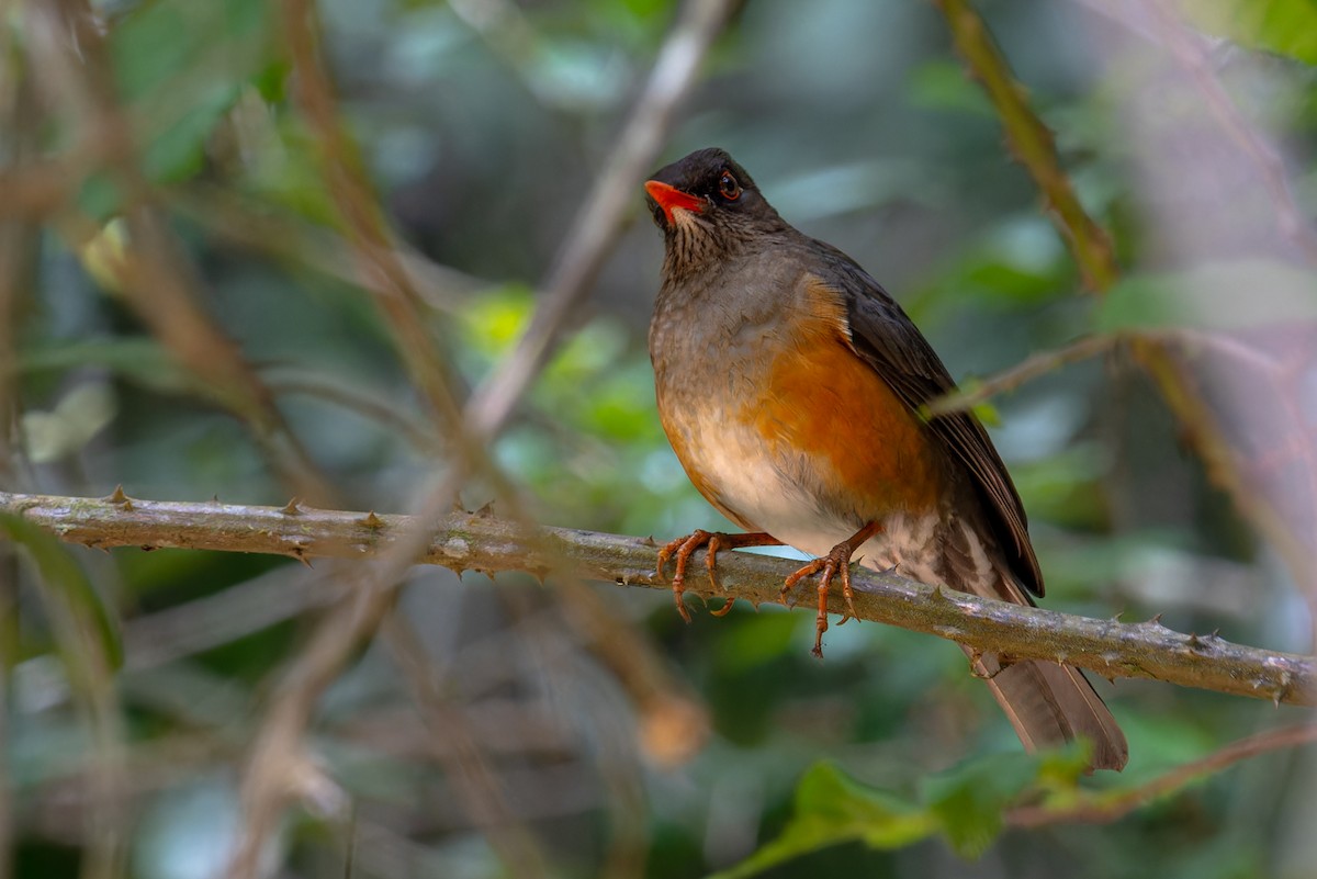 Usambara Thrush - ML622436300