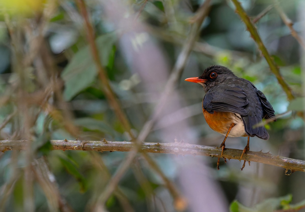 Usambara Thrush - ML622436301