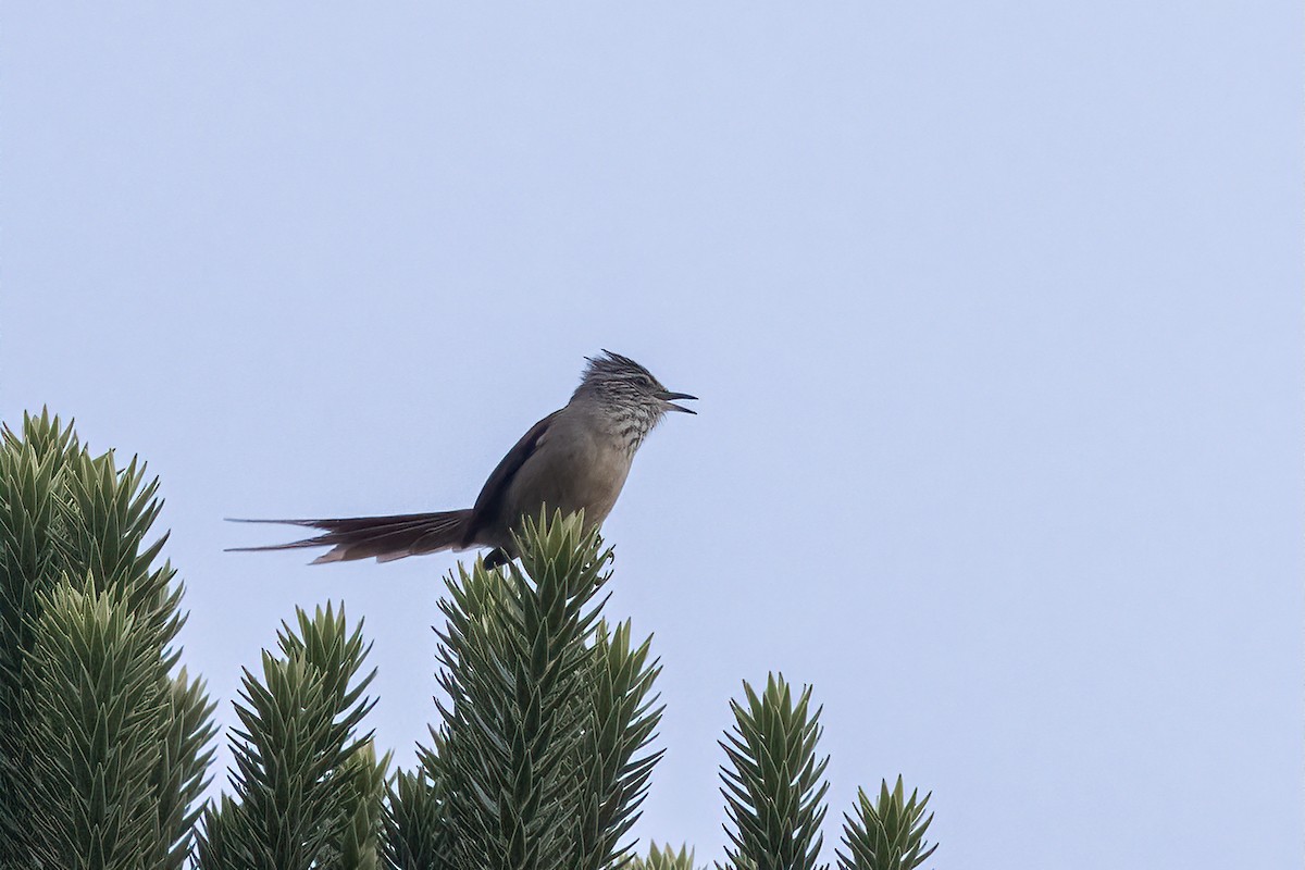 Araucaria Tit-Spinetail - ML622436319