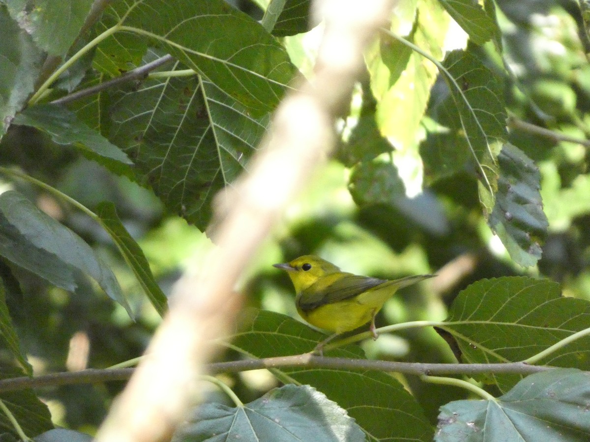 Hooded Warbler - ML622436381