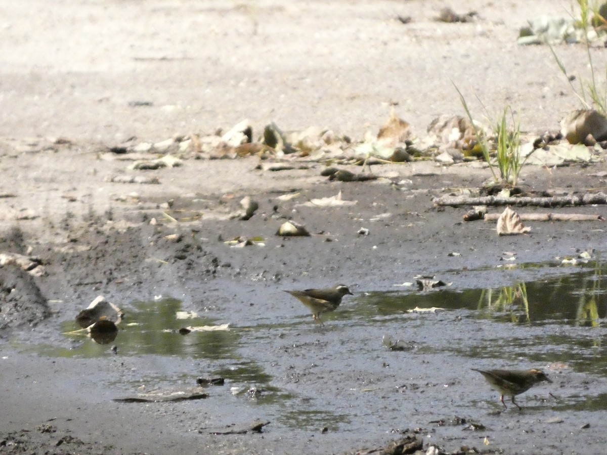 Louisiana Waterthrush - ML622436395