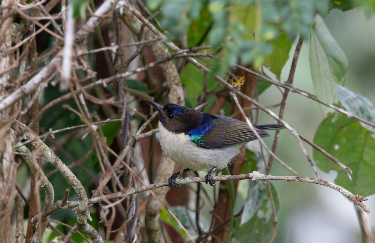 Uluguru Violet-backed Sunbird - Nick Bray