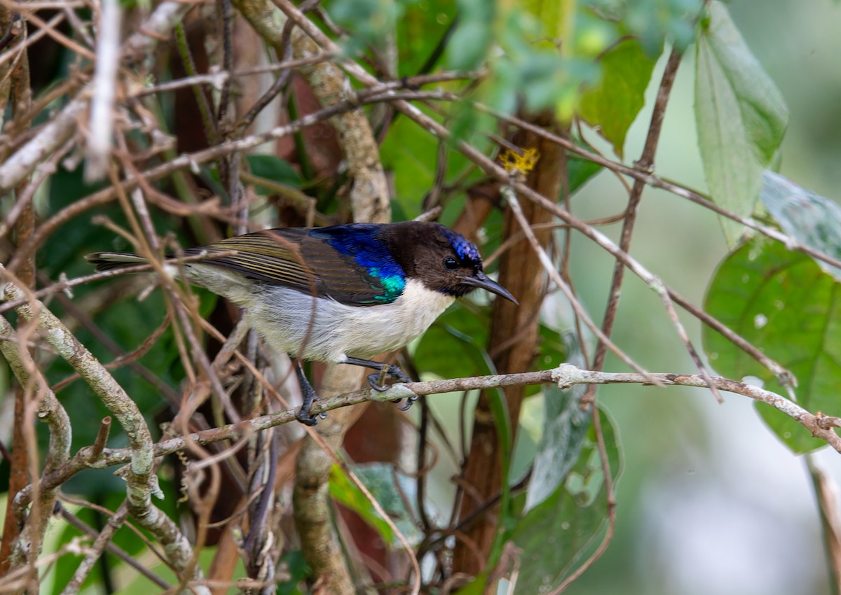 Uluguru Violet-backed Sunbird - Nick Bray