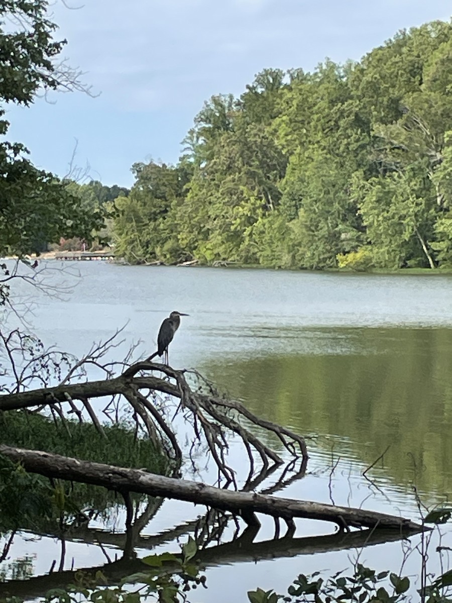 Great Blue Heron - Emily Read