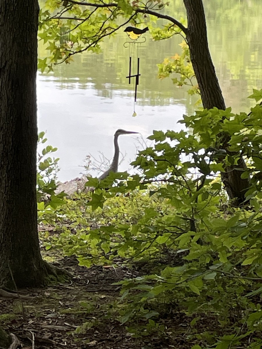 Great Blue Heron - ML622436420