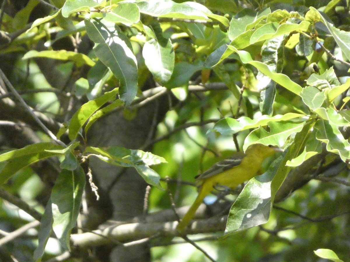 Orchard Oriole - ML622436430