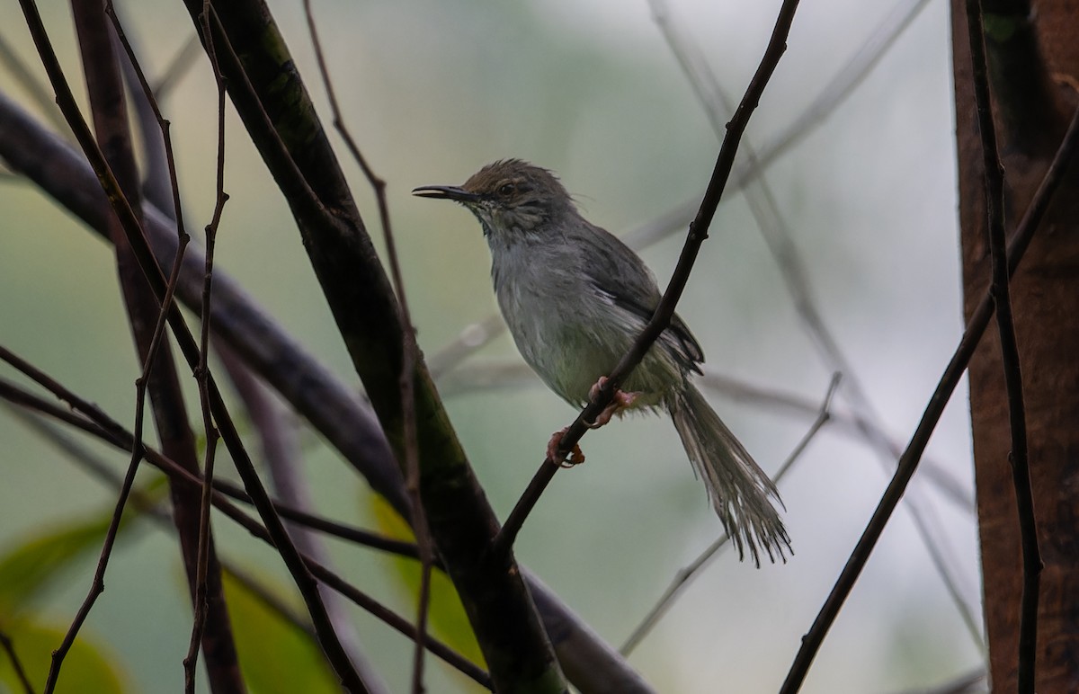 Apalis à long bec (moreaui) - ML622436431