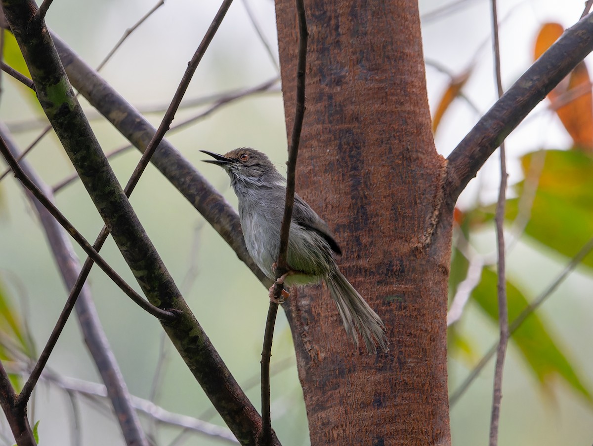 Apalis à long bec (moreaui) - ML622436432