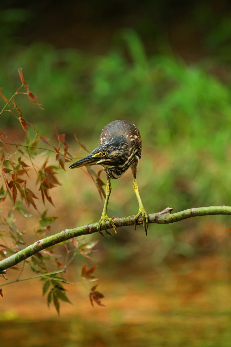 Striated Heron (Old World) - ML622436435