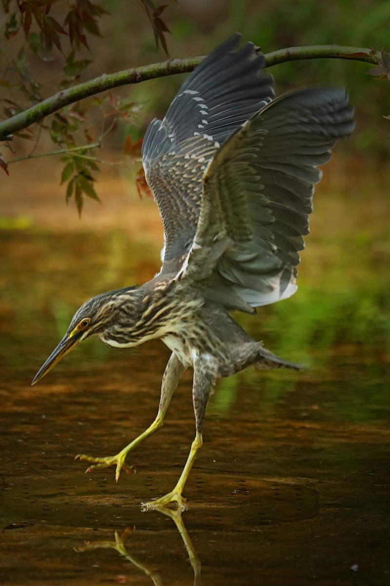 Striated Heron (Old World) - ML622436436