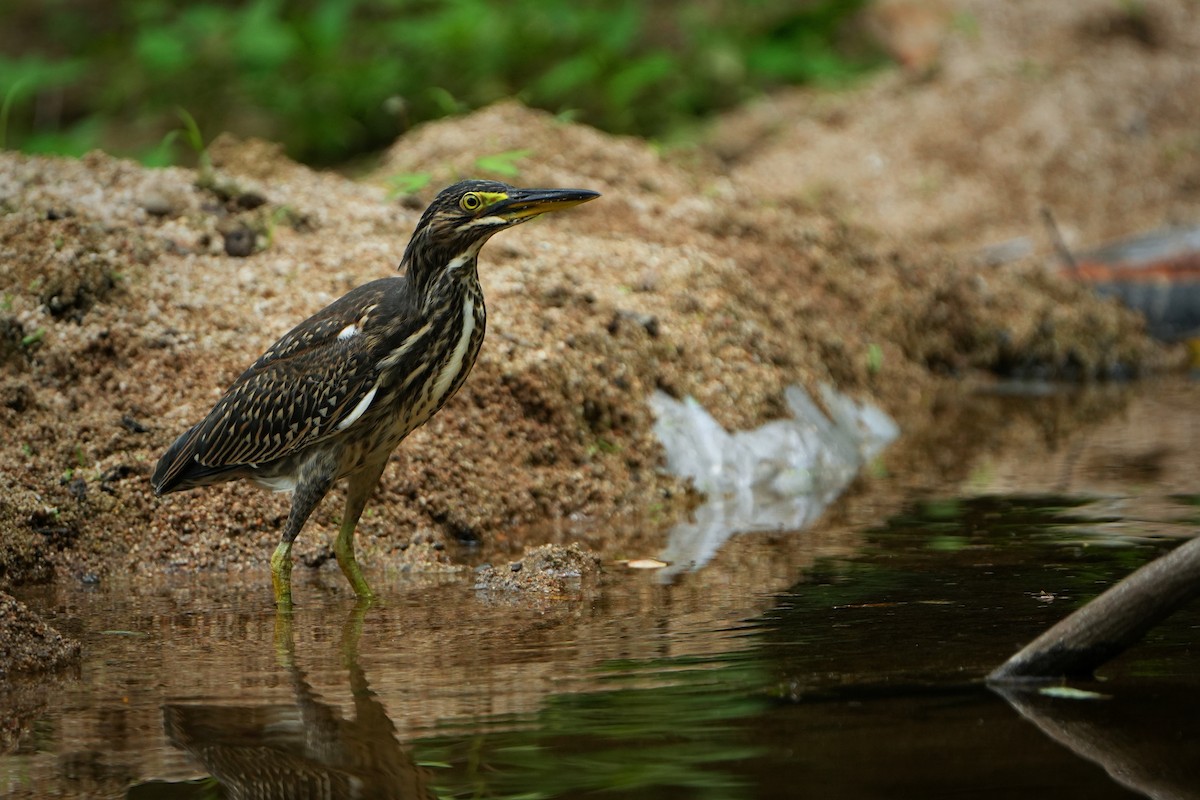 Striated Heron (Old World) - ML622436437