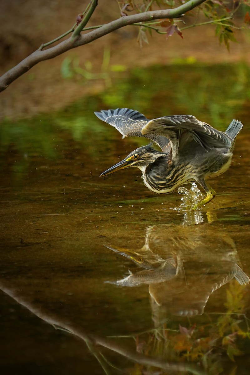 Striated Heron (Old World) - ML622436438