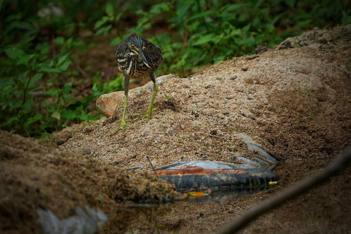 Striated Heron (Old World) - ML622436439