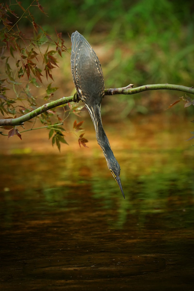 Striated Heron (Old World) - ML622436440