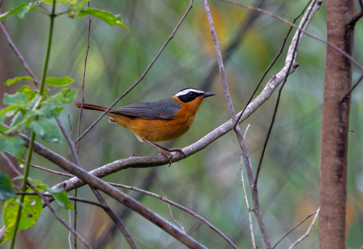 White-browed Robin-Chat - Nick Bray