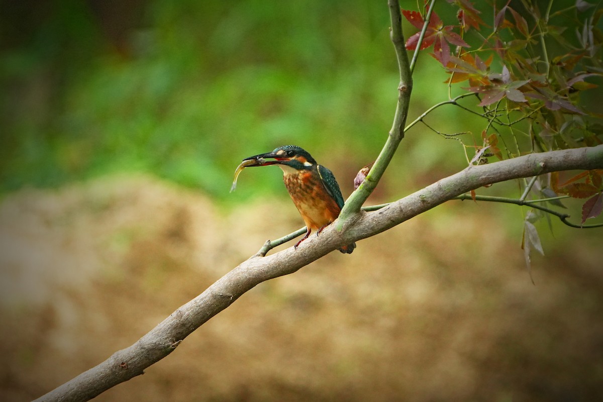 Common Kingfisher (Common) - ML622436453