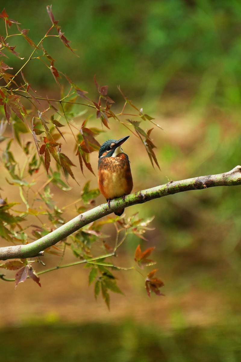 ledňáček říční [skupina atthis] - ML622436455