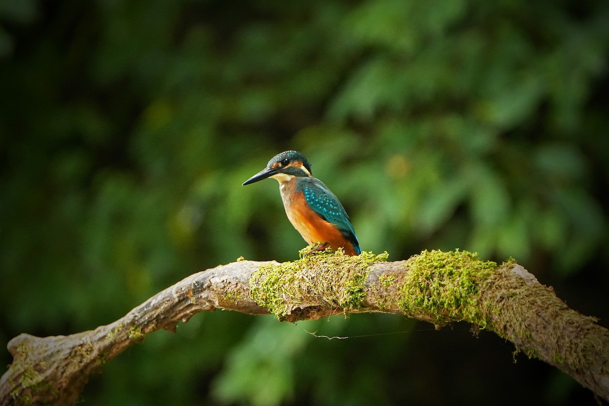 Common Kingfisher (Common) - ML622436456