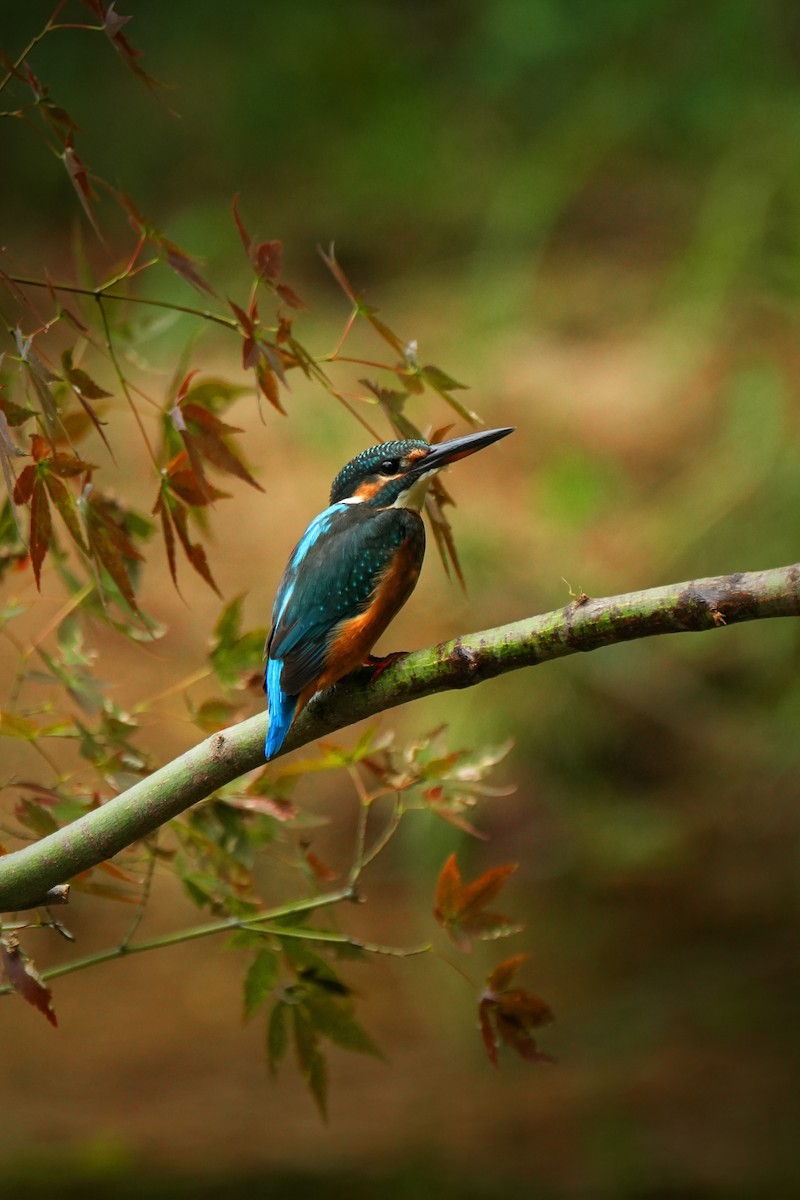 Common Kingfisher (Common) - ML622436457