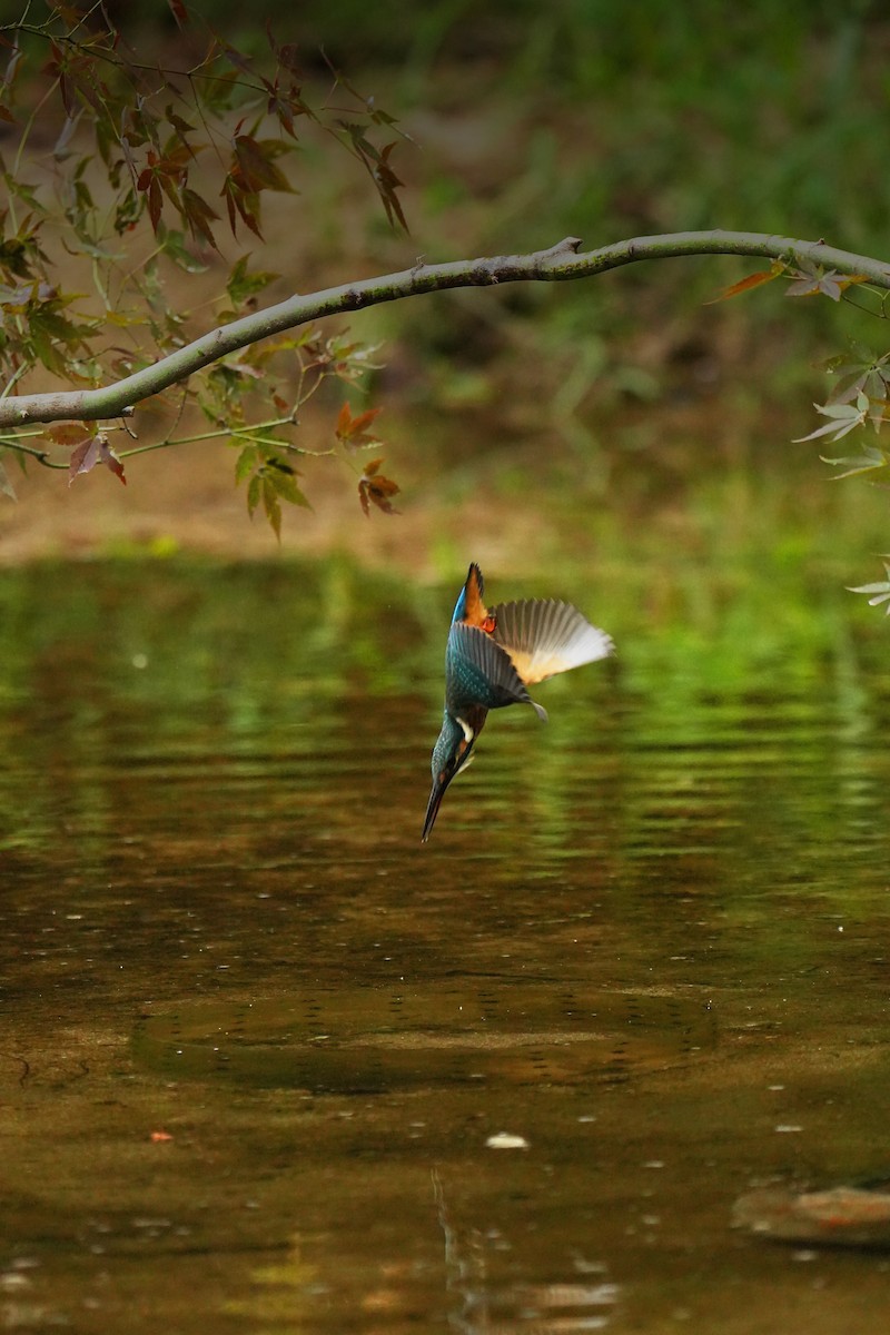 Common Kingfisher (Common) - ML622436458