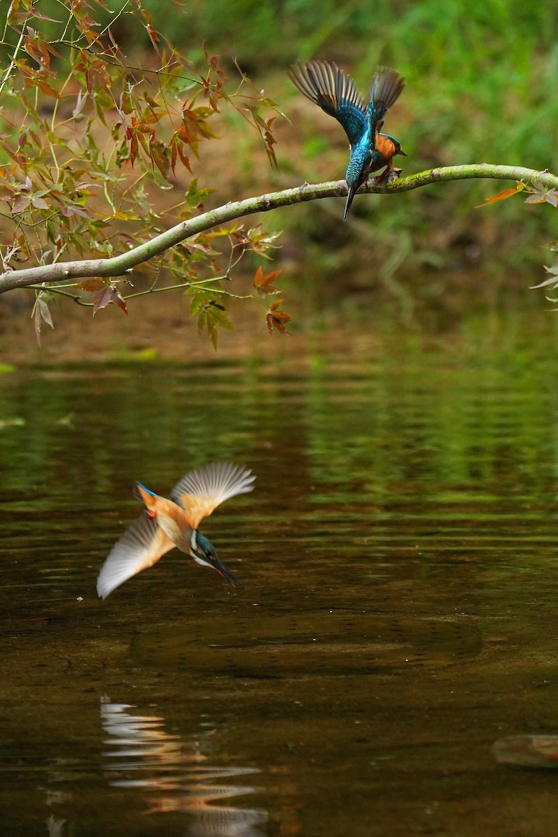 Common Kingfisher (Common) - ML622436459