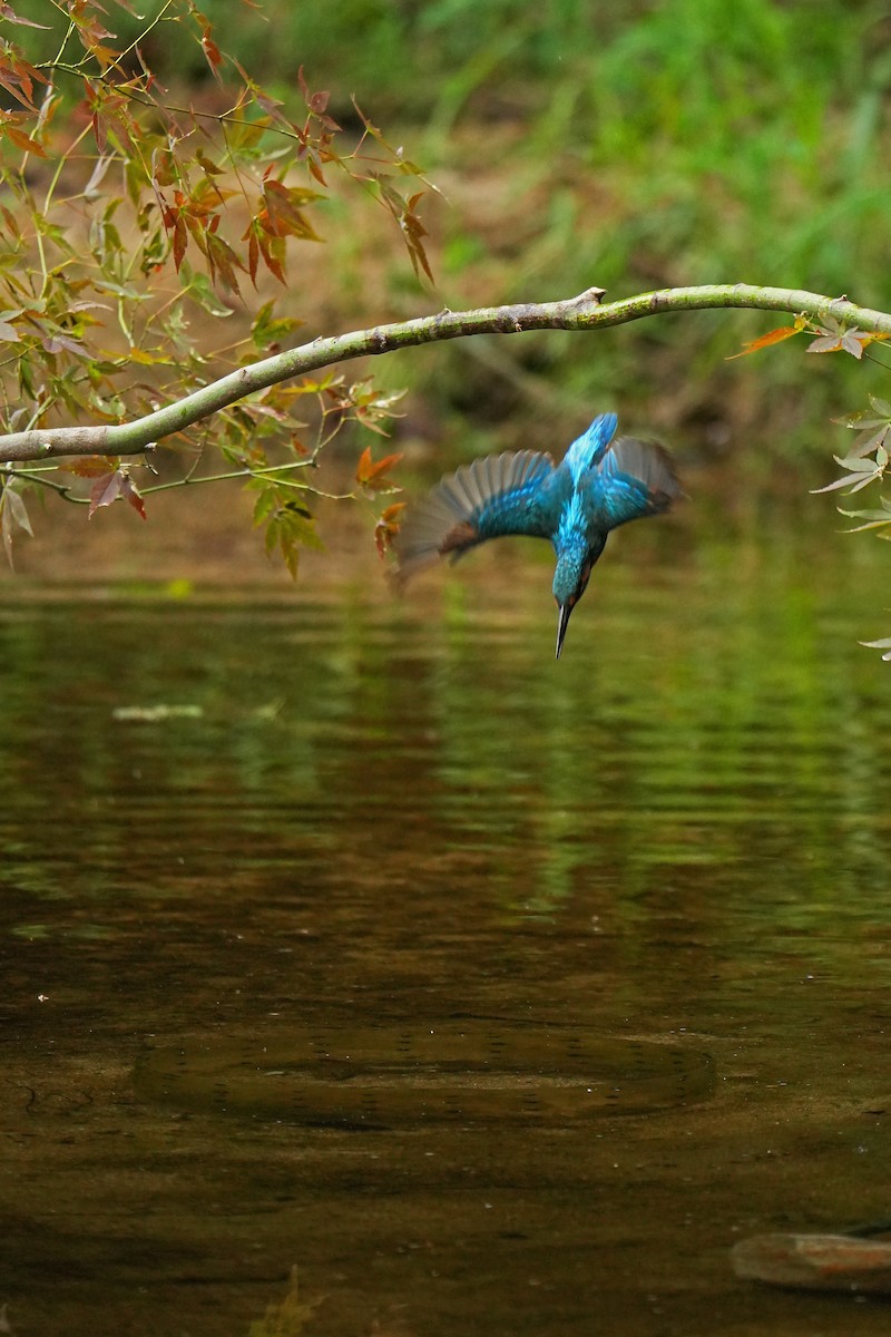 Common Kingfisher (Common) - ML622436460