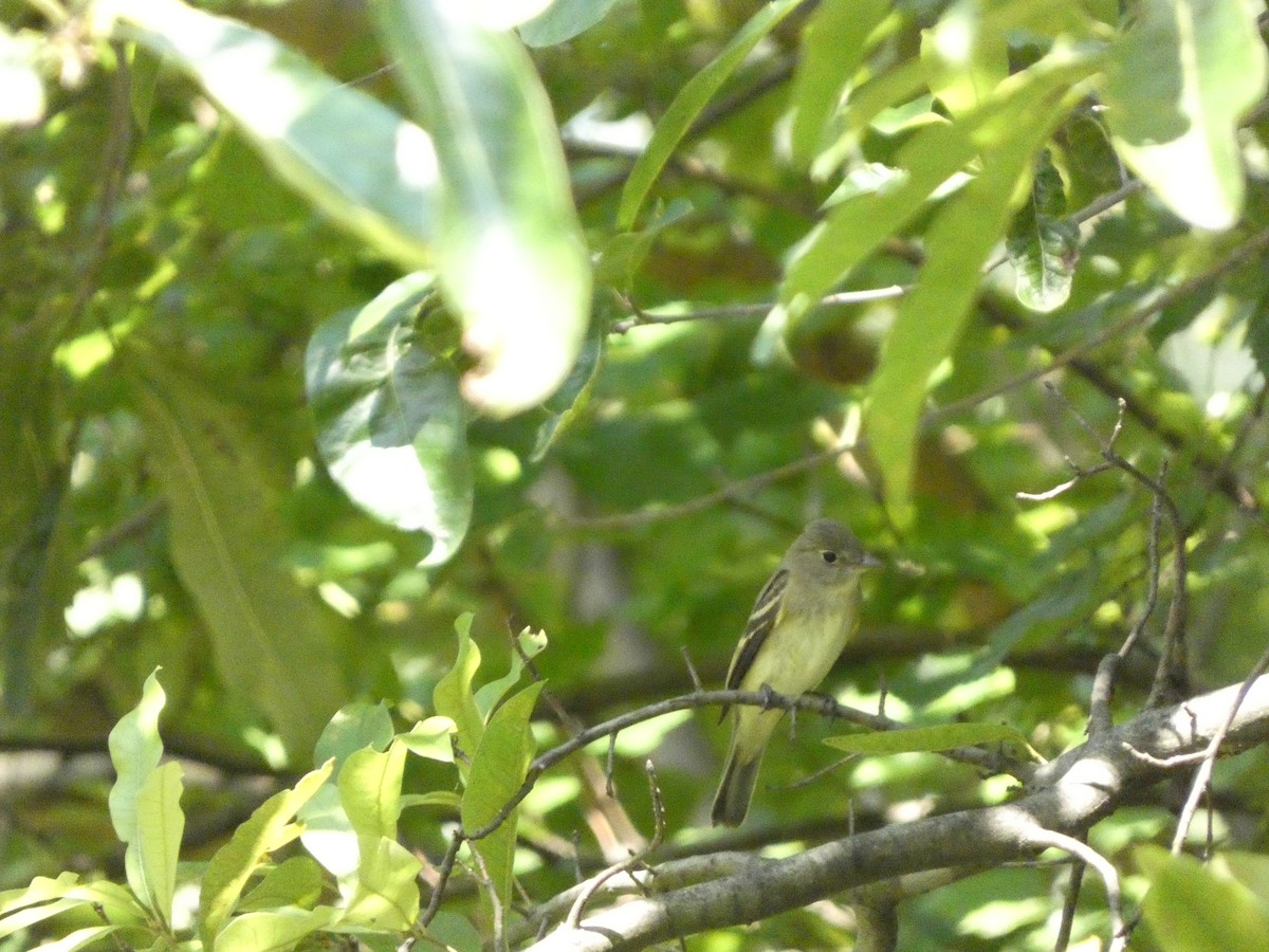 Alder/Willow Flycatcher (Traill's Flycatcher) - ML622436522
