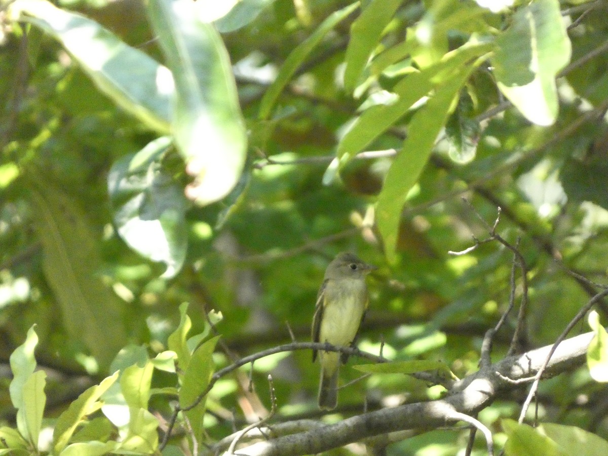 Alder/Willow Flycatcher (Traill's Flycatcher) - ML622436524