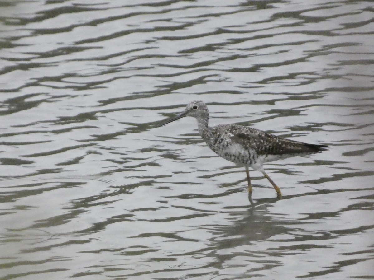 Greater Yellowlegs - ML622436550