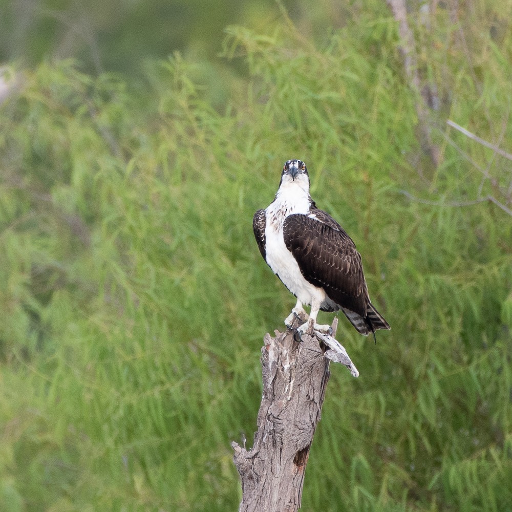 eBird Checklist - 11 Aug 2024 - Lewisville Lake Environmental Learning ...