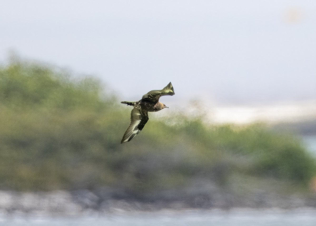 Parasitic Jaeger - Steve Schnoll