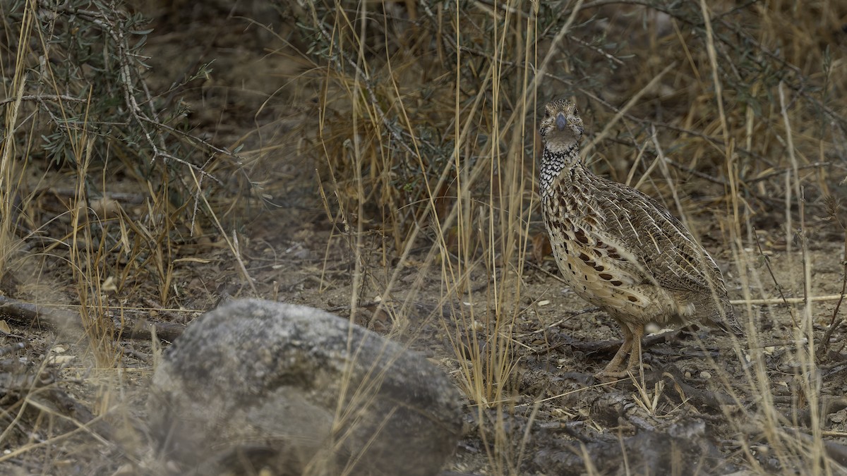 ニセアカハネシャコ（jugularis） - ML622436725