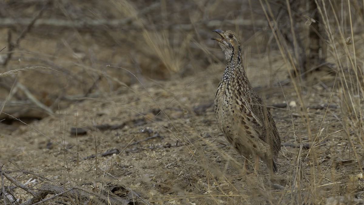 ニセアカハネシャコ（jugularis） - ML622436726