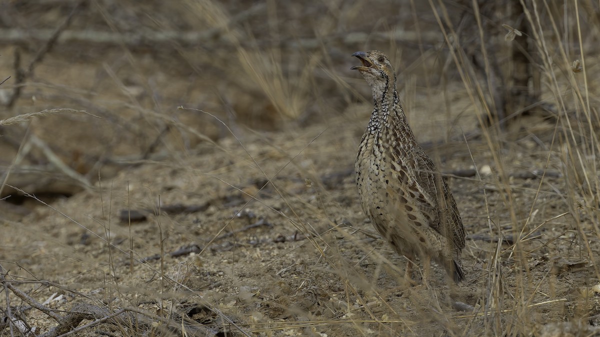 ニセアカハネシャコ（jugularis） - ML622436727