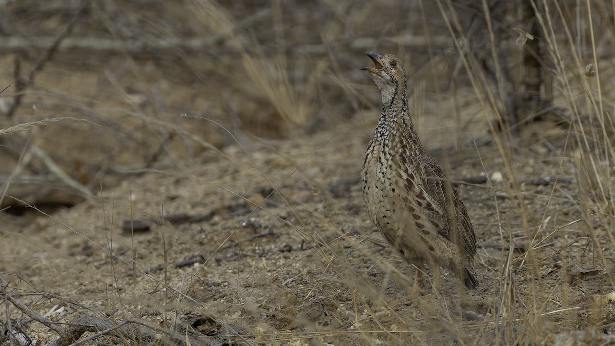 ニセアカハネシャコ（jugularis） - ML622436728