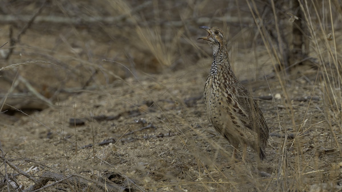 ニセアカハネシャコ（jugularis） - ML622436729