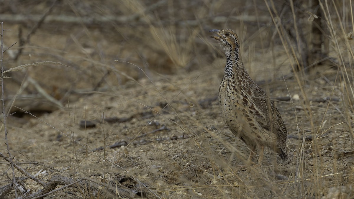 ニセアカハネシャコ（jugularis） - ML622436730