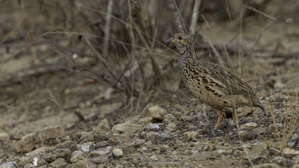 ニセアカハネシャコ（jugularis） - ML622436731