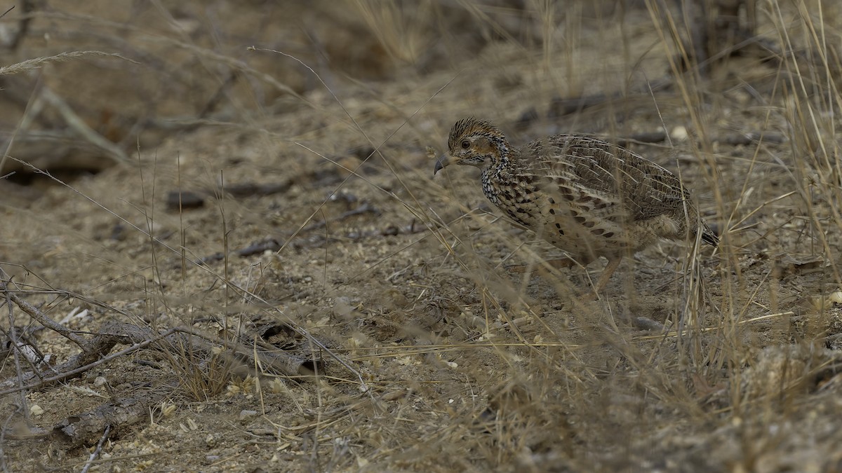 Orange River Francolin (Kunene) - Robert Tizard