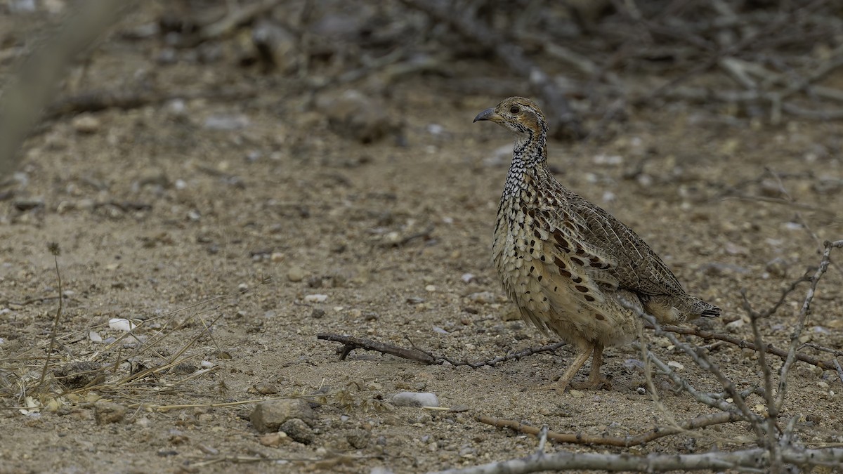 frankolín čárkoprsý (ssp. jugularis) - ML622436733