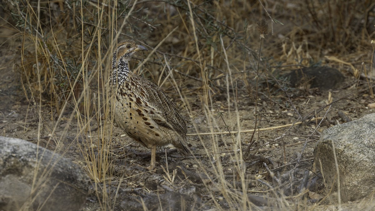 ニセアカハネシャコ（jugularis） - ML622436742