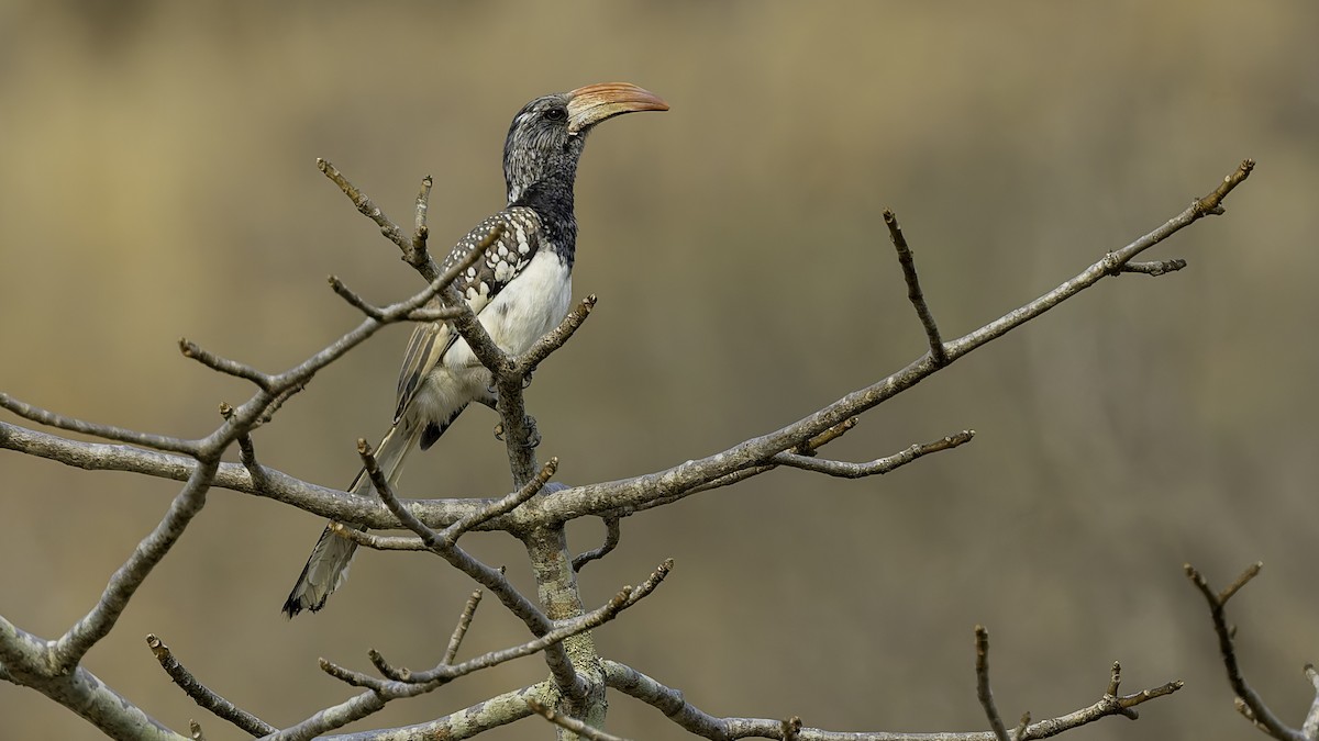 Monteiro's Hornbill - ML622436869