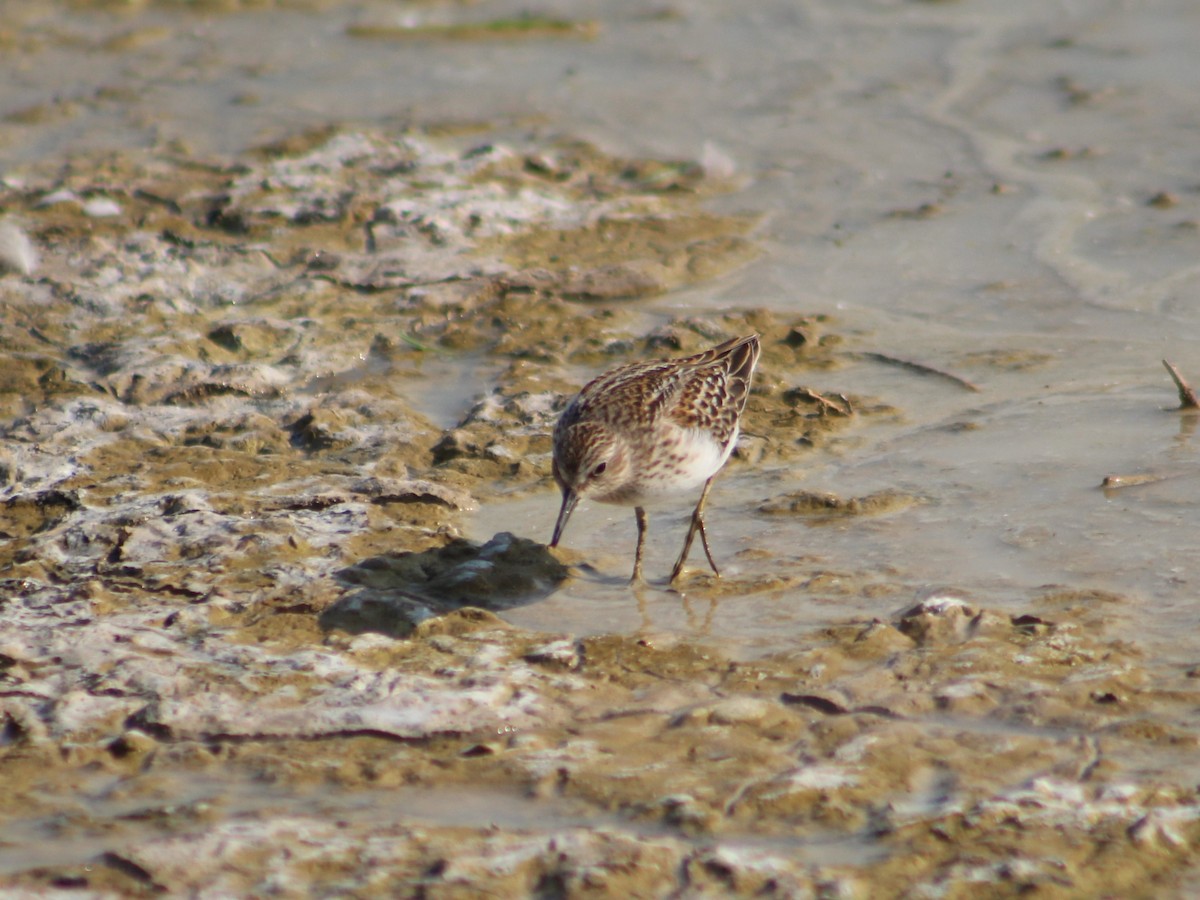 Least Sandpiper - ML622436872