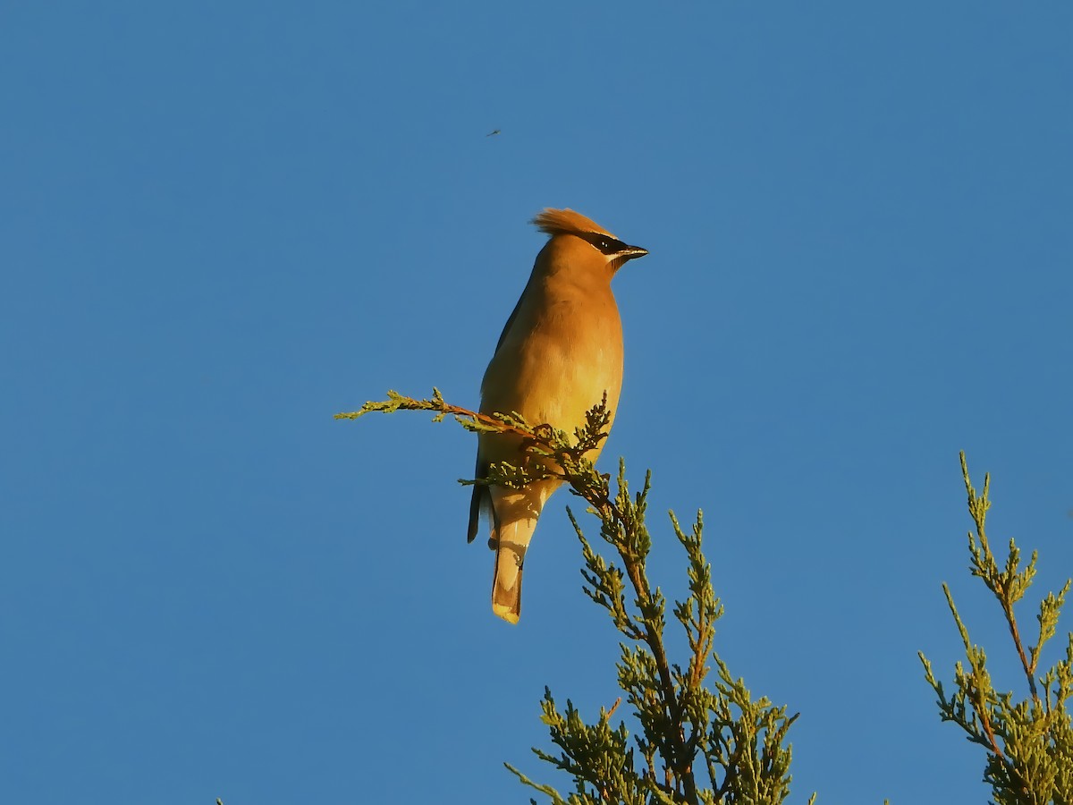 Cedar Waxwing - ML622436959