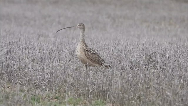 Long-billed Curlew - ML622436987