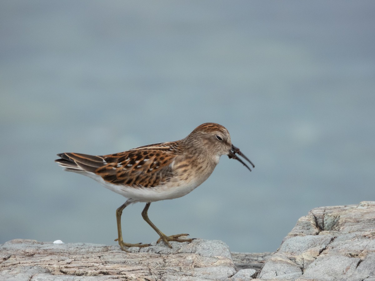 Least Sandpiper - Patrick Kramer