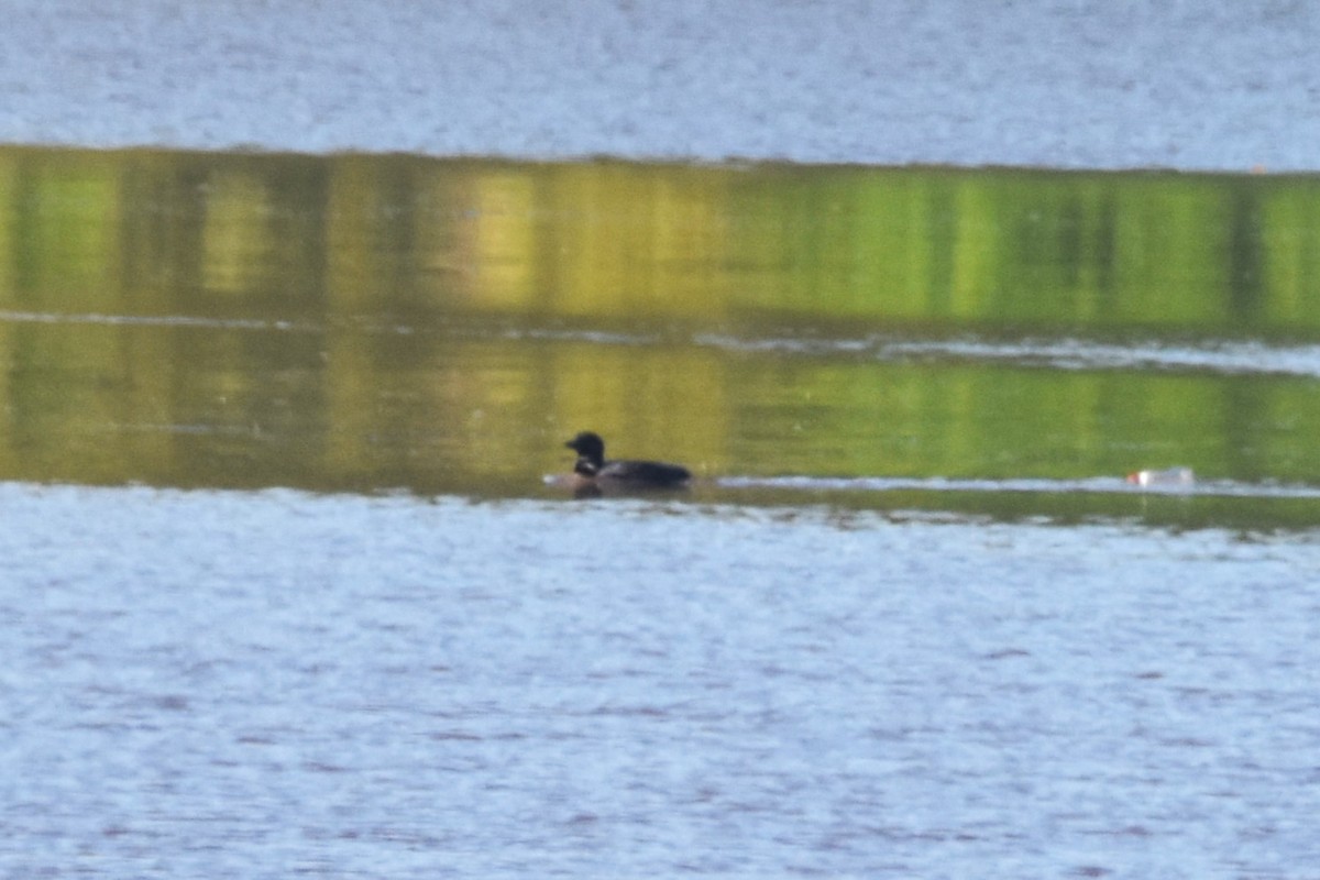 Common Loon - ML622437038