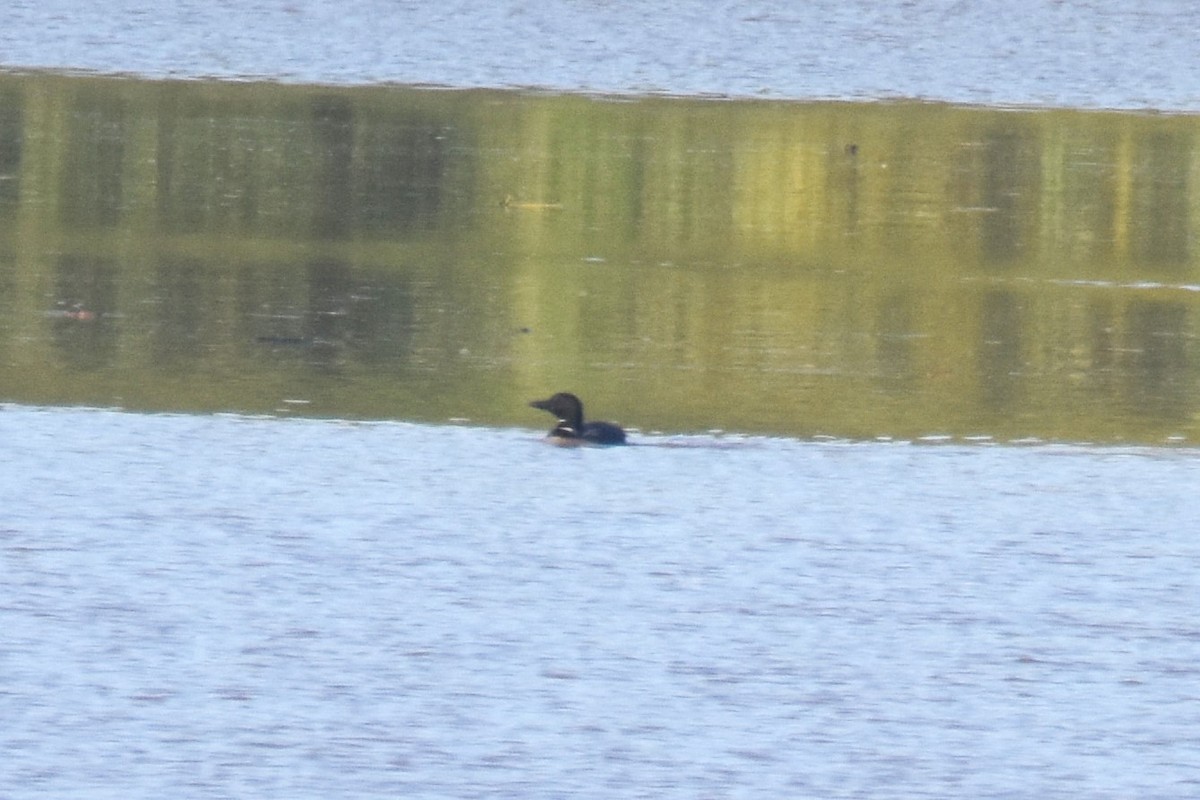 Common Loon - ML622437045