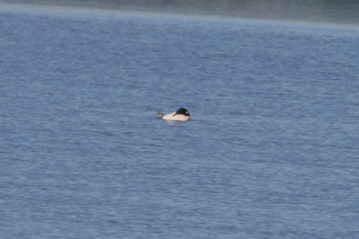 Common Loon - ML622437050